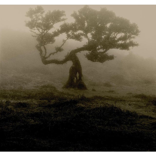 Laurisilva of Madeira' 2026 Limited edition of 20 Photograph shot using mid-century large format film camera Linhof....