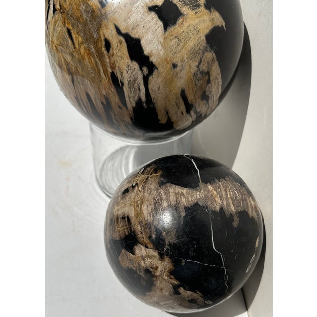 Two Polished Petrified Wood Organic Spheres. For Sale In West Palm - Image 6 of 10