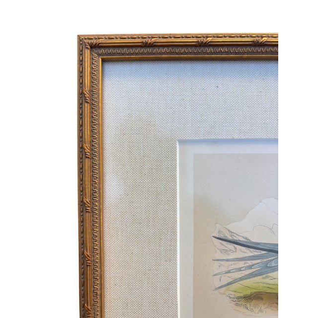 Antique Lydon Morris Hand Colored Seabird Ornithological Prints Framed Set of 3 Circa 1880 For Sale - Image 9 of 12