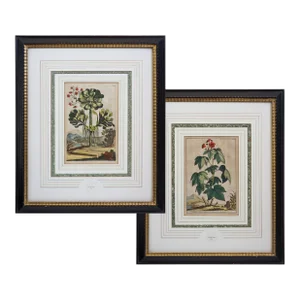 Antique Botanical Engravings Abraham Munting Matted & Framed Wall Art - A Pair