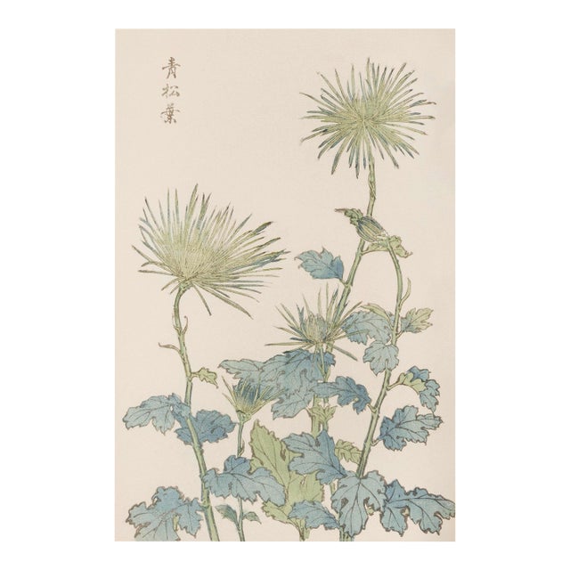 Two Wildflowers by Hasegawa, Vintage Japanese Botanical Art Print, 12" X 18" For Sale
