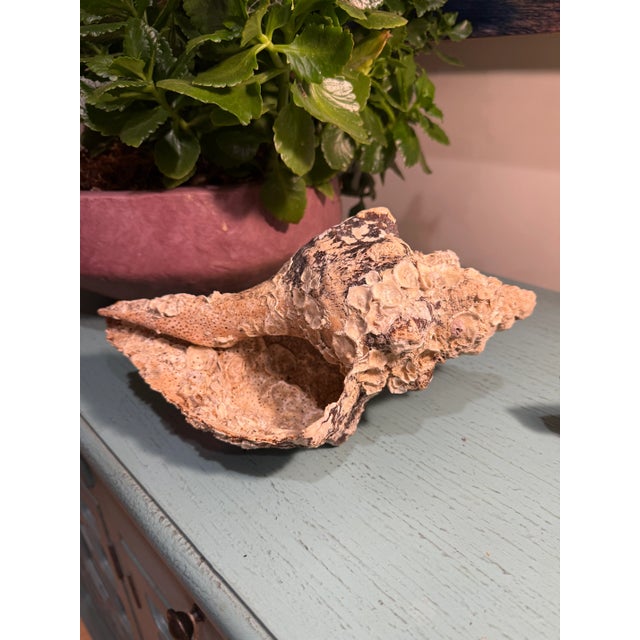 Pair Vintage Natural Horse Conch Seashell Specimen Organic Decor For Sale - Image 16 of 16