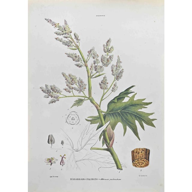 Vincenzo Tenore, Palmate Rhubarb, Lithograph, 1870s For Sale