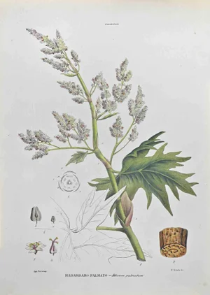 Vincenzo Tenore, Palmate Rhubarb, Lithograph, 1870s