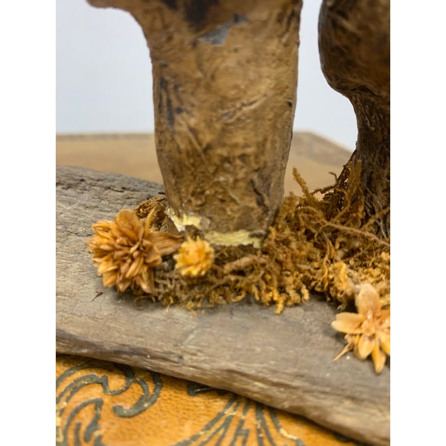 Pair of Late 19th Century French Folk Art Instructional Mushroom Specimens For Sale - Image 11 of 11