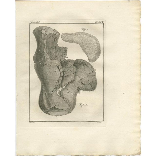 After Jacques de Sève, Camel Anatomy, 1769, Engravings, Set of 10 For Sale - Image 14 of 17