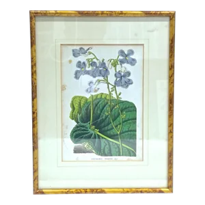 Antique Framed Floral & Leaf Botanical Engraving