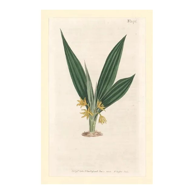 Antique British Hand Colored Botanical Engraving For Sale