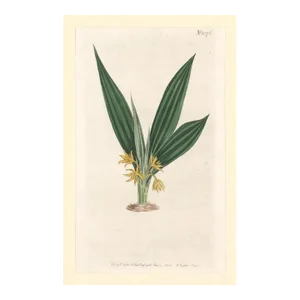 Antique British Hand Colored Botanical Engraving