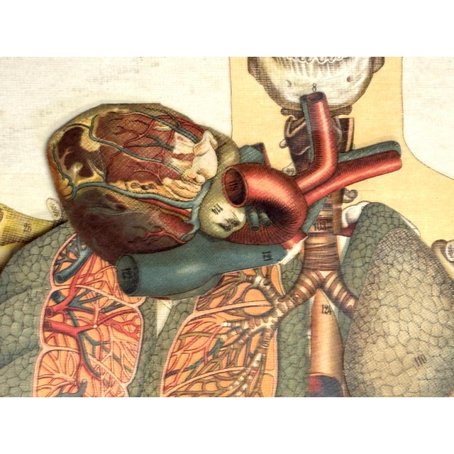 Late 19th Century Pair of Rare Life-Sized Pilz Anatomical Flap Manikins, Germany, c. 1890 For Sale - Image 5 of 18