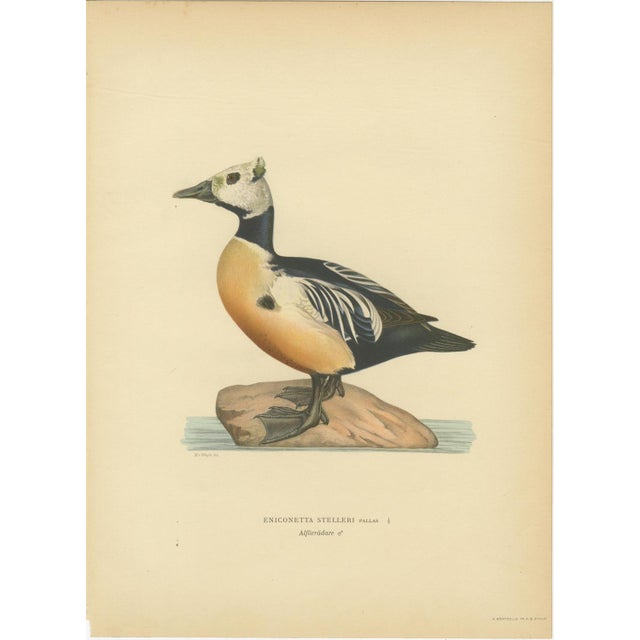 Title: Antique Steller’s Eider Duck Lithographs, Male and Female Pair, Sweden 1929 : This refined pair of Scandinavian...