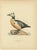 Title: Antique Steller’s Eider Duck Lithographs, Male and Female Pair, Sweden 1929 : This refined pair of Scandinavian...