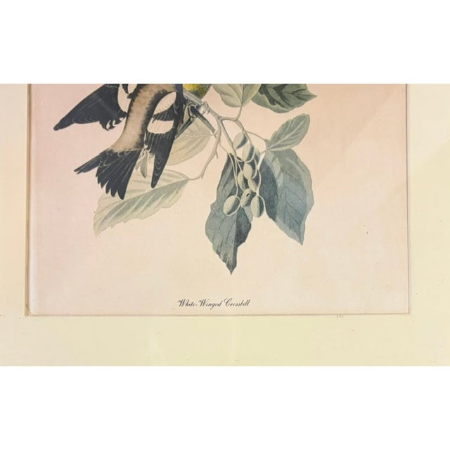 Cream Early American, North American Bird Prints, Framed For Sale - Image 8 of 11