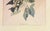 Cream Early American, North American Bird Prints, Framed For Sale - Image 8 of 11
