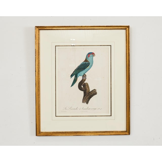 Pair Jacques Barraband Hand Colored Ornithological Bird Prints For Sale - Image 4 of 17
