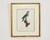 Pair Jacques Barraband Hand Colored Ornithological Bird Prints For Sale - Image 4 of 17