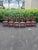 Hollywood Regency Vintage McGuire Red Rattan Chinese Officials Hat Dining Chairs, Set of 6 For Sale - Image 3 of 9