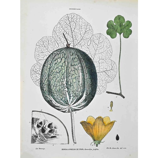 Vincenzo Tenore, The Cucurbitaceae, Lithograph, 1870s For Sale