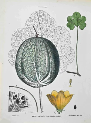 Vincenzo Tenore, The Cucurbitaceae, Lithograph, 1870s