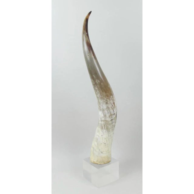 1990s Lucite Mounted Steer Horn For Sale - Image 9 of 9