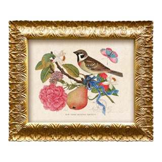 Reproduction Vintage Birds and Butterflies Art Print (Bird#1), Framed For Sale