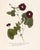 Antique Botanical Set in Oxblood - Set of 8 16" X 20" For Sale In Los Angeles - Image 6 of 11