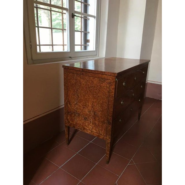 Wood Late 18th Century Regency Elmwood Root Chest of Drawers, Italy, 1790 For Sale - Image 7 of 18