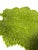 Light Green Vintage Ceramic Majolica-Style Leaf Shaped Dish For Sale - Image 8 of 9