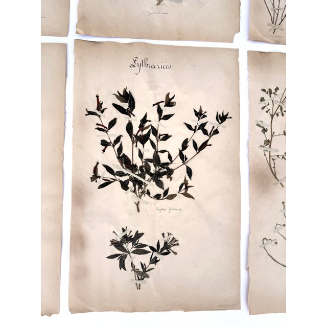 Oversized Antique French Herbarium Specimens – Set of 8 | Original 19th Century Pressed Botanical Collection From Paris For Sale - Image 11 of 17