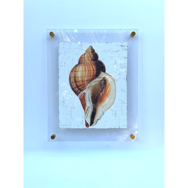 Golden Conch Shell - Hand-Executed Textured Wall Art | Michele Stone Collection For Sale - Image 4 of 8