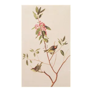 1966 Vintage Cottage Print "Ruby-Crowned Kinglet" After John James Audubon