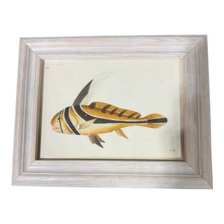18th-Century Hand-Colored Engraving "The Knight-Fish" by Shaw & Nodder – Framed For Sale