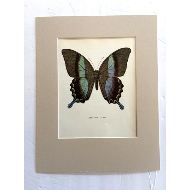 Art Deco Vintage 1965 Butterfly Print in 11x14 Mat: Papilio Blumei (Boisduval), EUC For Sale - Image 3 of 3