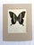Art Deco Vintage 1965 Butterfly Print in 11x14 Mat: Papilio Blumei (Boisduval), EUC For Sale - Image 3 of 3