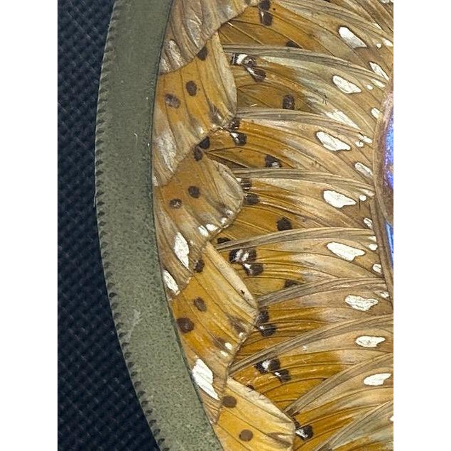 Museum-Quality Antique Brazilian Morpho Butterfly Wing Art Plate For Sale - Image 4 of 13