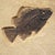 Contemporary 50 Million Year Old Fossil Fish Mural For Sale - Image 3 of 5