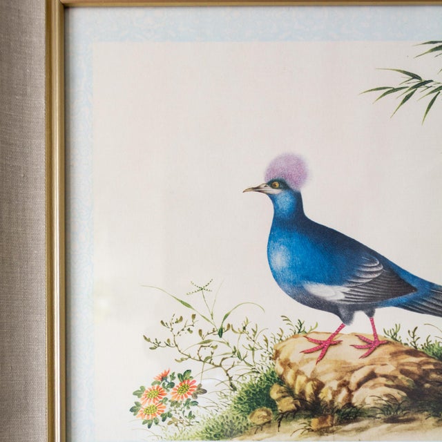 Framed Audubon Style Mid Century Bird Print of a Blue Crowned Pigeon For Sale - Image 6 of 10