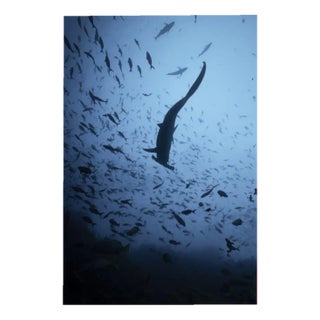 Olivier Borde, Hammerhead Into the Sky, Limited Fine Art Print, 2020 For Sale