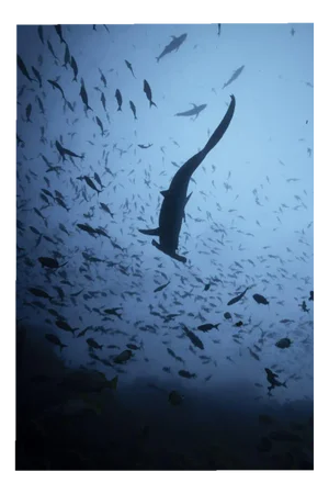 Olivier Borde, Hammerhead Into the Sky, Limited Fine Art Print, 2020