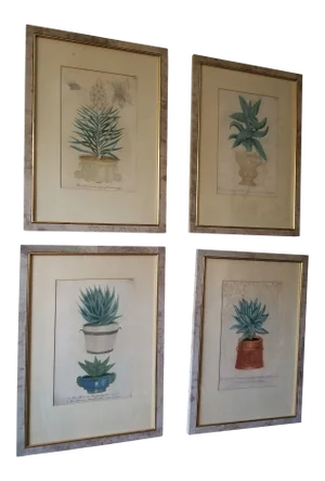 Four 18thC Botanical Succulents Prints