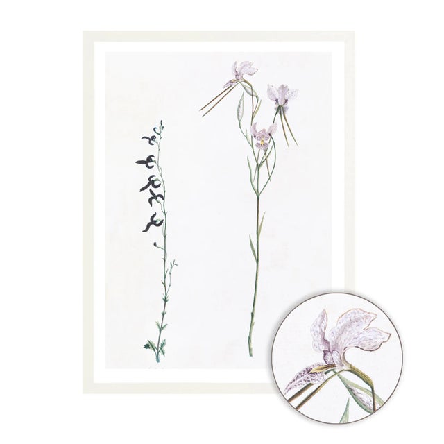 Celerie Kemble Curated Australian Botanical X (16x20) in White Frame For Sale - Image 4 of 4