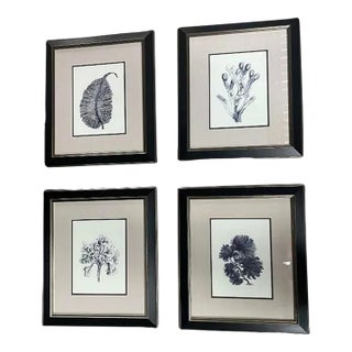Contemporary Coastal Marine Plant and Coral Prints, Framed - Set of 4 For Sale