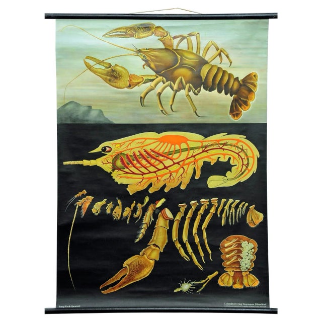 Vintage Deco Crayfish Maritime Poster Pull-Down Wall Chart by Jung Koch Quentell For Sale - Image 6 of 6
