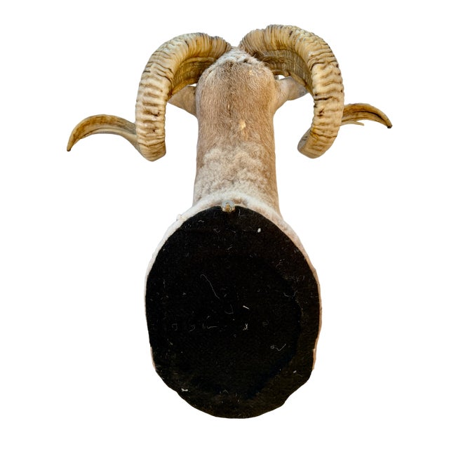 Late 20th Century Texas Dall Sheep Taxidermy Shoulder Mount For Sale - Image 5 of 6