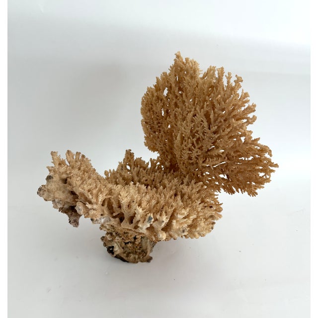 Rare Table Coral Sculpture For Sale In Los Angeles - Image 6 of 8