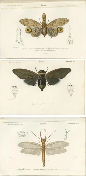 Lantern Fly and Cicada and the Eastern Dobsonfly, 1861, Paper, Set of 3