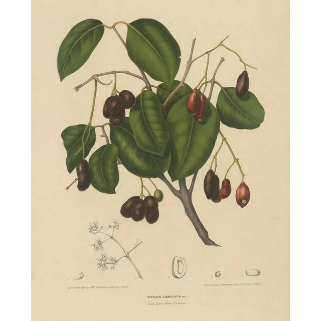 Sizygium Jambolanum – Java Plum Botanical Lithograph c.1863 This antique botanical print depicts Syzygium cumini, commonly...