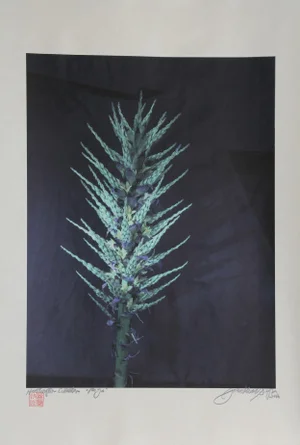 Paya, Jonathan Singer Digital Photo on Japon Paper, Signed