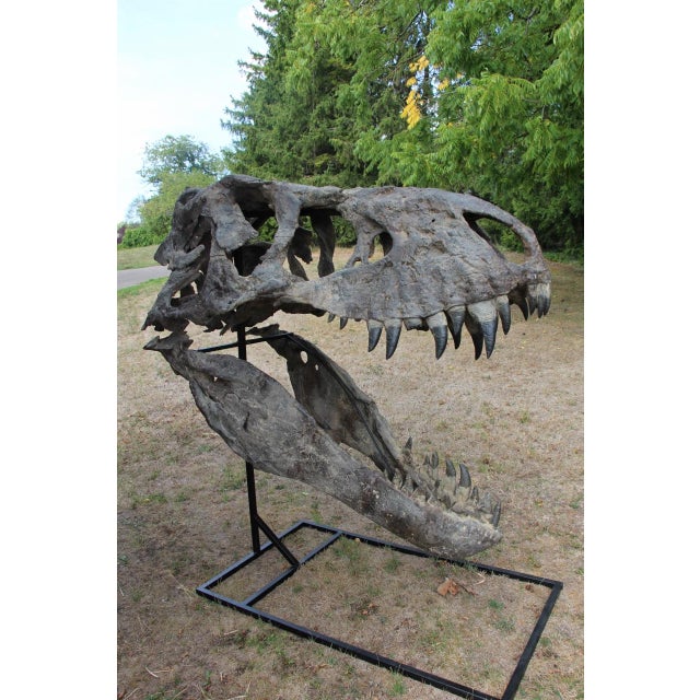Unknown, Tyrannosaurus Head Fossil for Museum, 1800s, Resin For Sale - Image 9 of 14
