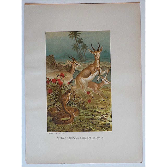 Safari Antique Cobra & Gazelles Lithograph For Sale - Image 3 of 3
